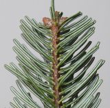 Abies nordmanniana. Верхушка веточки (видна обратная сторона хвоинок). Германия, г. Кемпен , \"Рождественная Ёлка\". 16.11.2012.