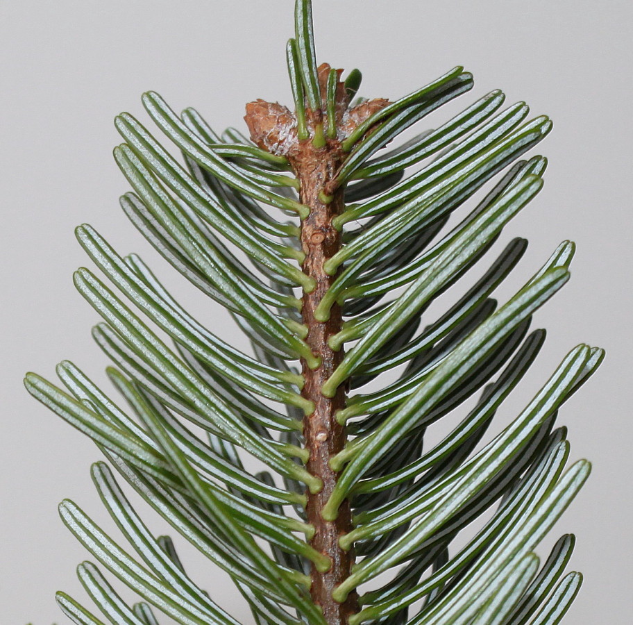 Image of Abies nordmanniana specimen.