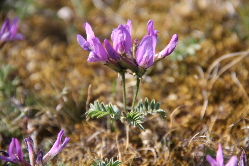 Image of Astragalus suffruticosus specimen.