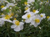 Helianthemum apenninum