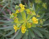 Euphorbia dendroides. Соцветие с цветками и завязавшимися плодами. Israel, Haifa, Nahal Siach. 05.02.2009.