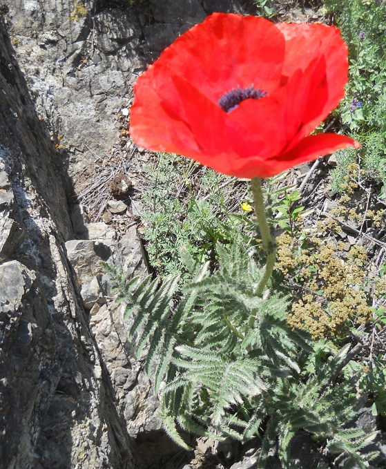 Image of Papaver setiferum specimen.