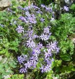 Phlox subulata var. setacea