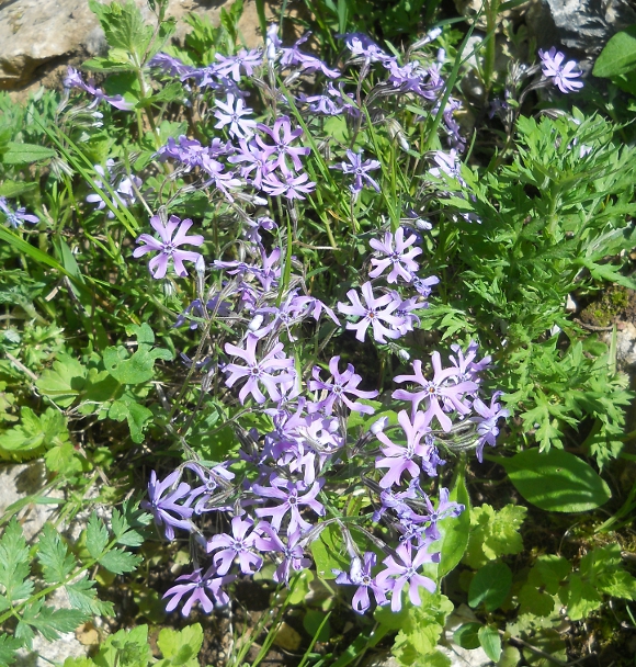 Image of Phlox subulata var. setacea specimen.