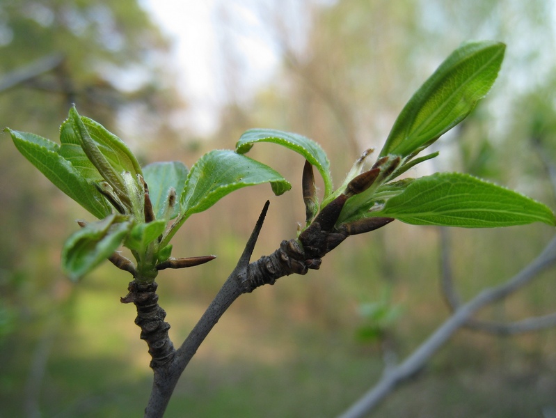 Изображение особи Rhamnus cathartica.