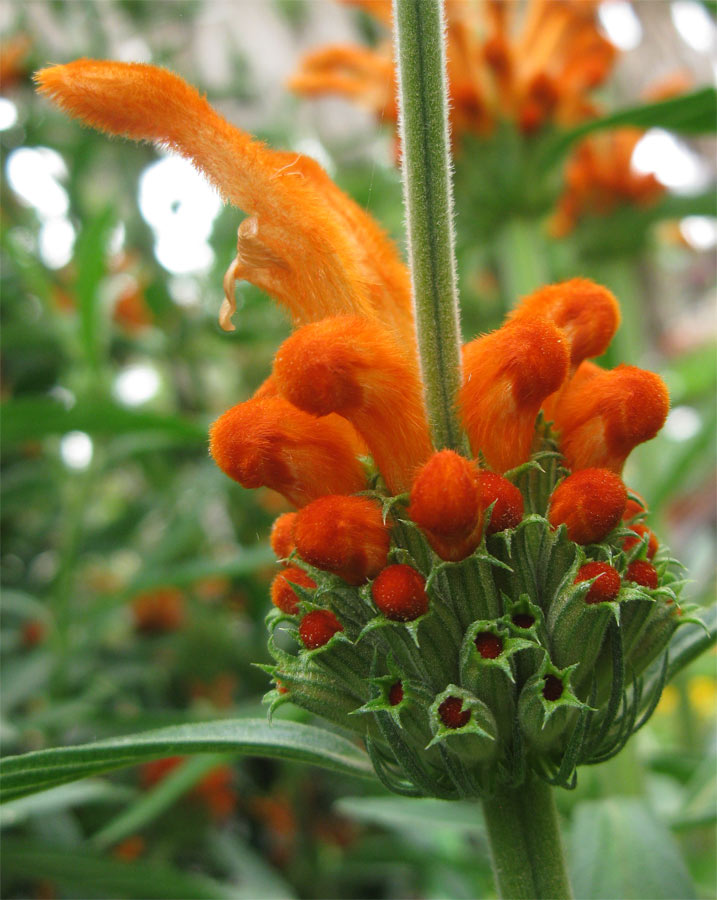 Изображение особи Leonotis leonurus.