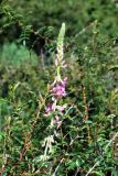 Onobrychis grandis