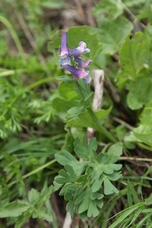 Image of Corydalis conorhiza specimen.