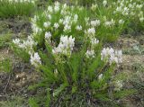 Oxytropis muricata