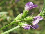 Medicago sativa. Соцветие. Украина, г. Запорожье, пос. Солнечный, балка, степной участок. 28.07.2011.