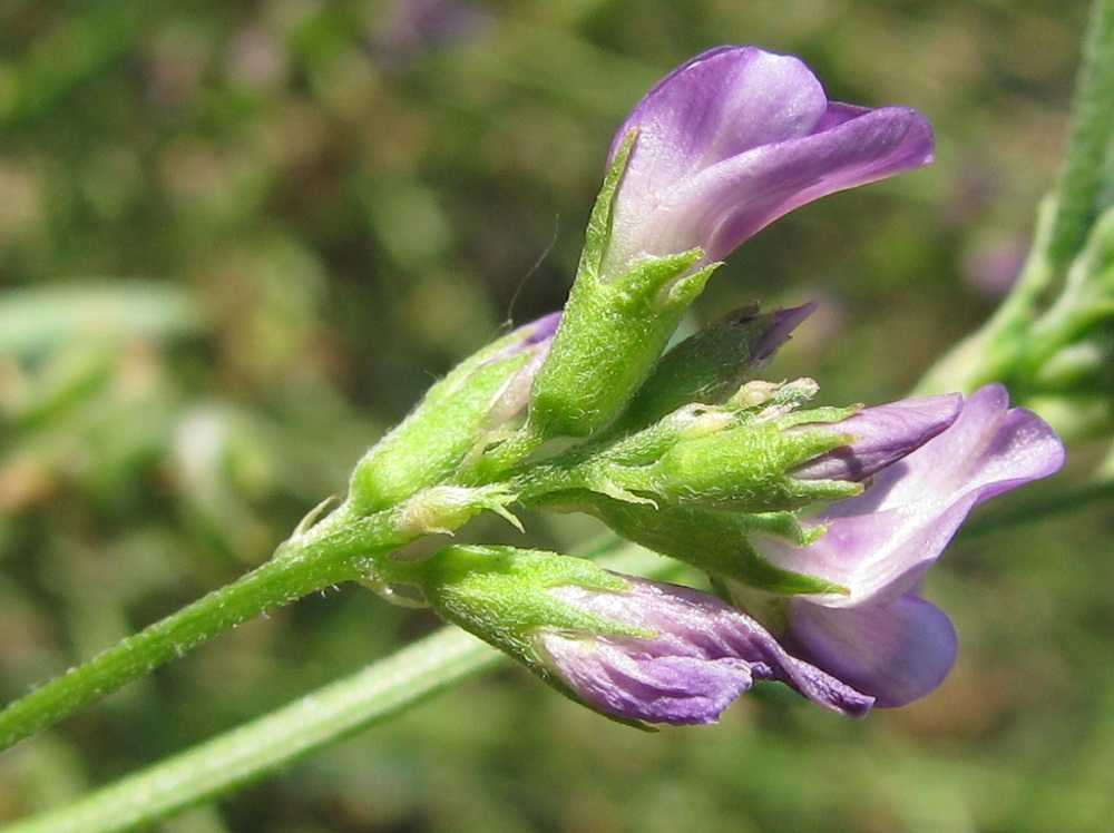 Изображение особи Medicago sativa.