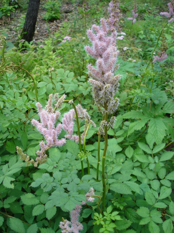 Image of Astilbe chinensis specimen.