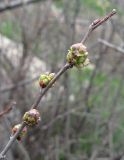 Celtis glabrata