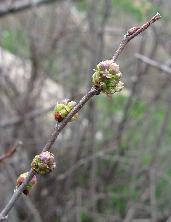 Image of Celtis glabrata specimen.
