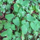 Laserpitium latifolium