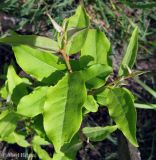 Elaeagnus multiflora