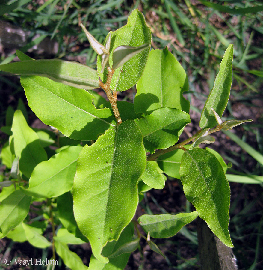 Изображение особи Elaeagnus multiflora.