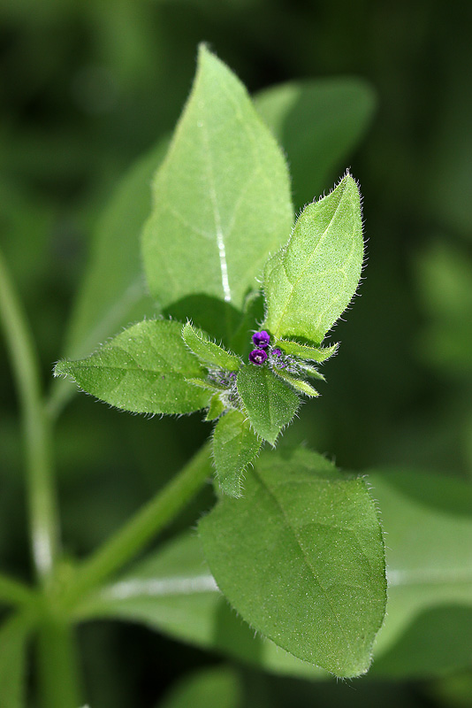 Изображение особи Asperugo procumbens.