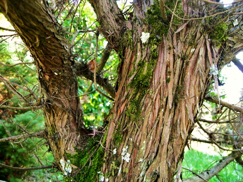 Image of Juniperus cedrus specimen.