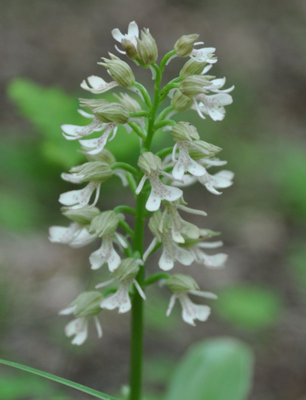 Image of Orchis punctulata ssp. adenocheila specimen.