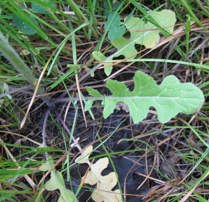 Image of Sisymbrium loeselii specimen.