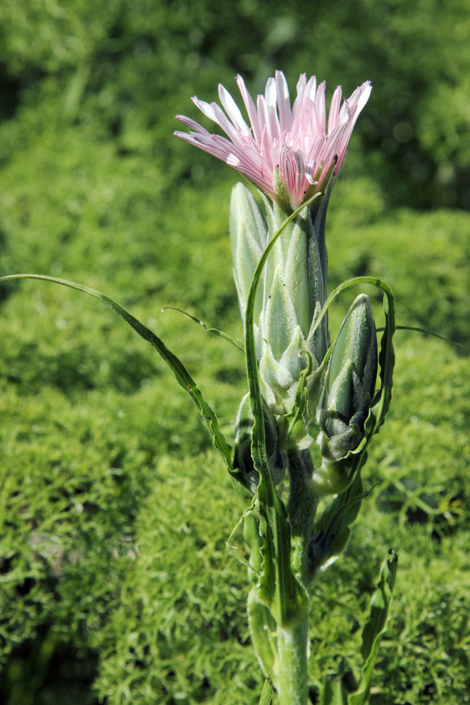 Изображение особи Scorzonera tragopogonoides.