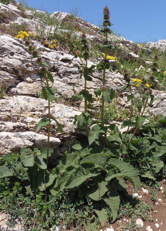 Image of Phlomoides tuberosa specimen.