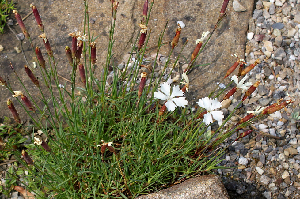 Изображение особи Dianthus cretaceus.