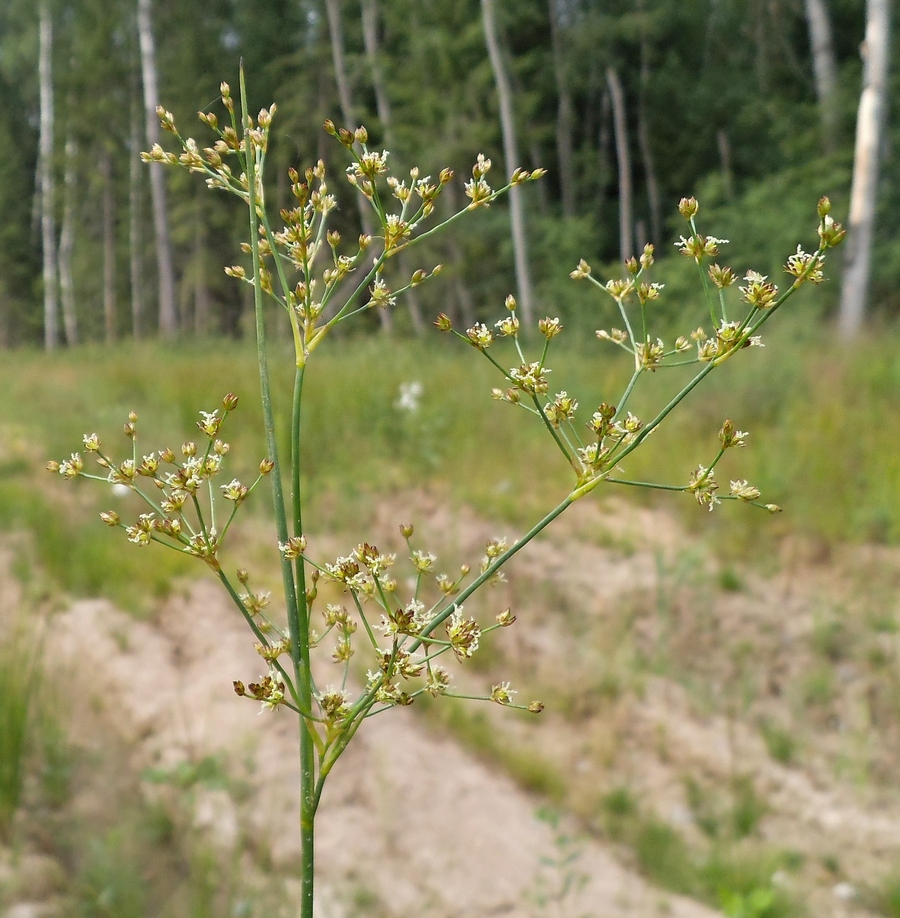 Изображение особи Juncus articulatus.