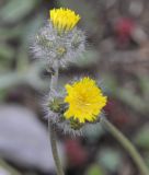 Pilosella alpicola 