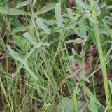 Centaurea apiculata