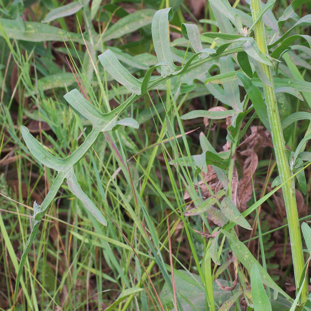 Image of Centaurea apiculata specimen.