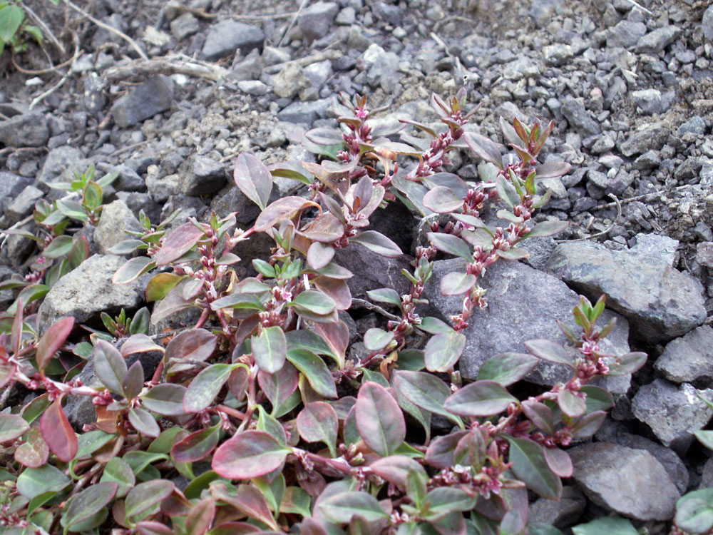 Image of Polygonum cognatum specimen.