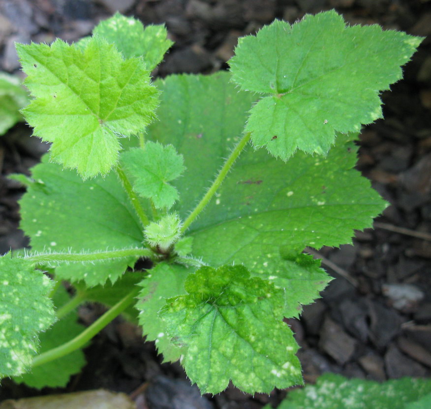 Изображение особи Tolmiea menziesii.