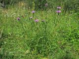 Centaurea nigrescens