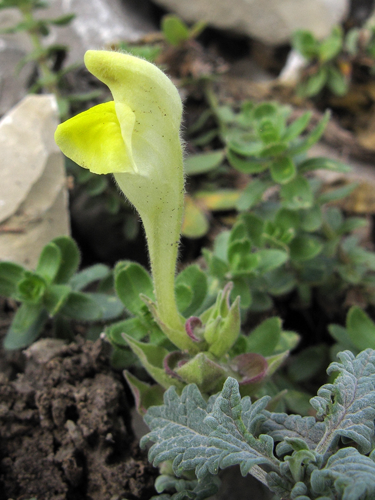 Image of Scutellaria novorossica specimen.
