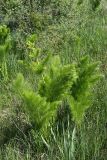 Prangos pabularia. Зацветающее растение. Южный Казахстан, хр. Боролдайтау, горы Кокбулак. 29.04.2013.