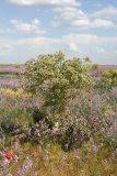 Ferula foetida. Плодоносящее растение. Южный Казахстан, Арыский р-н, Задарьинская степь. 03.05.2013.