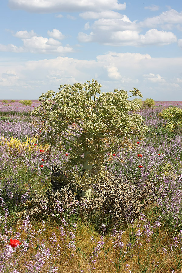 Image of Ferula foetida specimen.