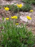 Ranunculus dissectus