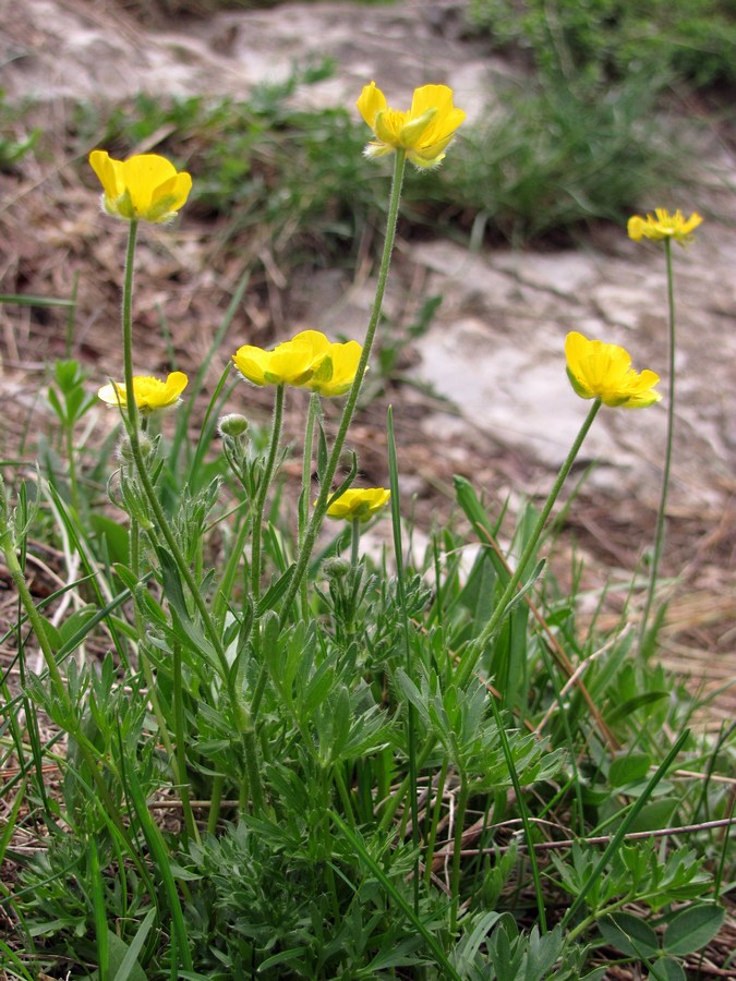 Image of Ranunculus dissectus specimen.