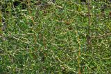 Salsola soda