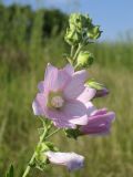 Malva thuringiaca