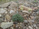 Artemisia glomerata. Цветущее растение в щебнистой тундре. Чукотский автономный округ, Чукотский р-н, окр. с. Лорино. 8 июля 2013 г.