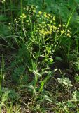 Bupleurum scorzonerifolium. Цветущее растение. Иркутская обл., окр. Иркутска. 03.08.2012.