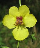 Verbascum blattaria