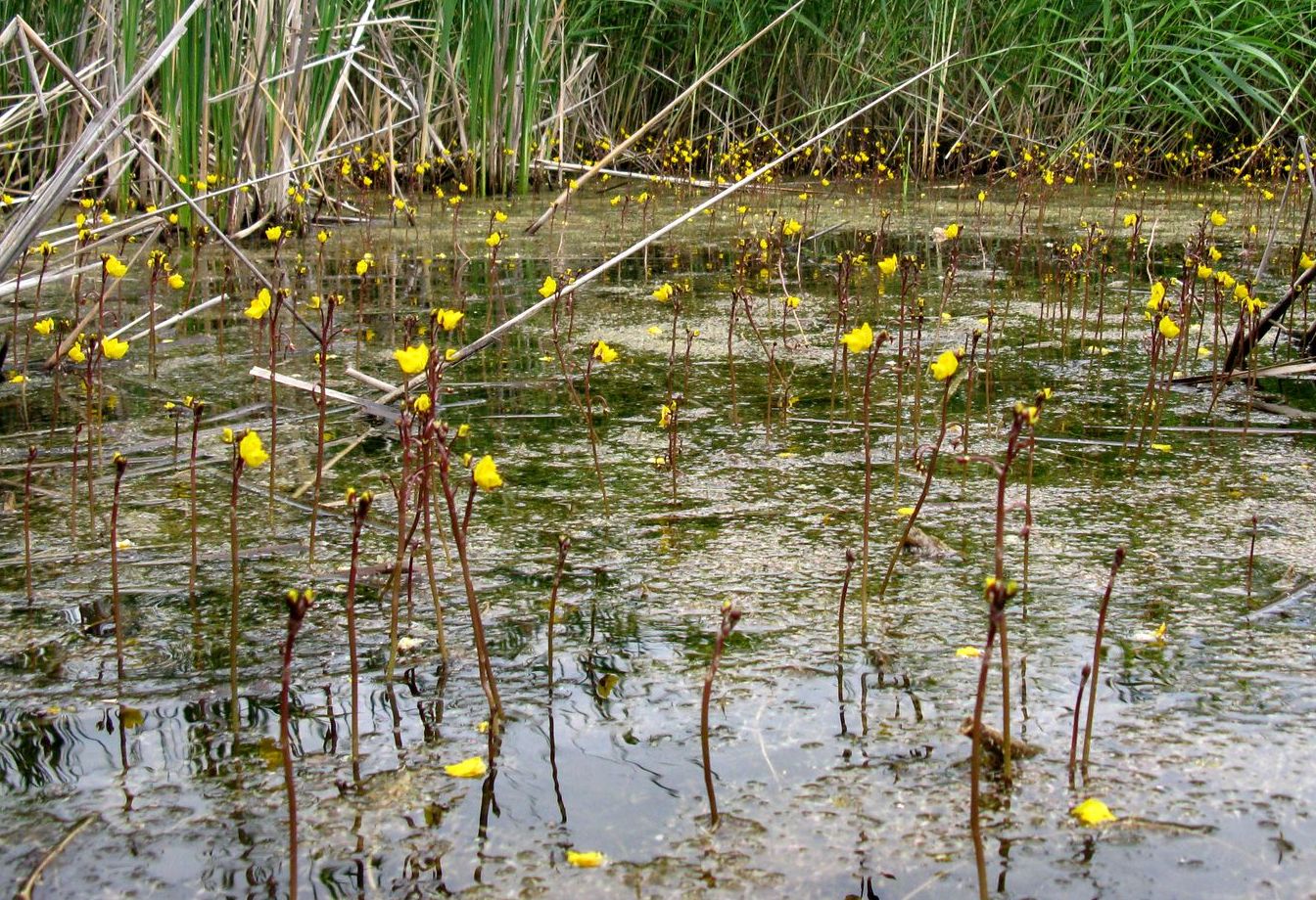 Изображение особи Utricularia vulgaris.