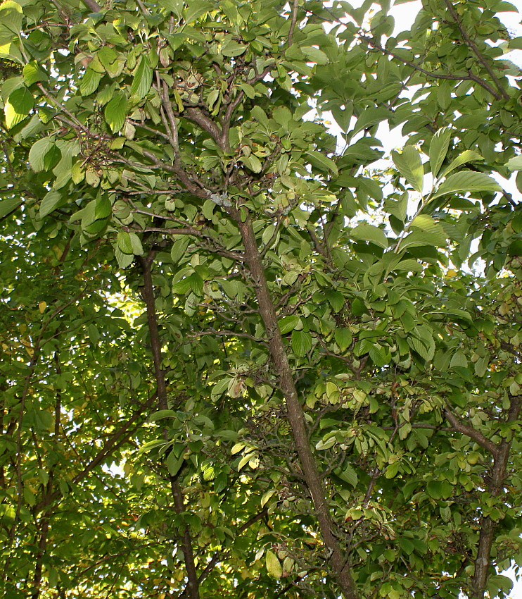 Image of Viburnum sieboldii specimen.