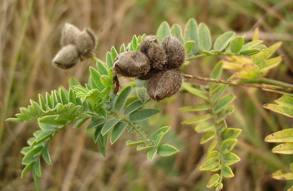 Изображение особи Astragalus cicer.