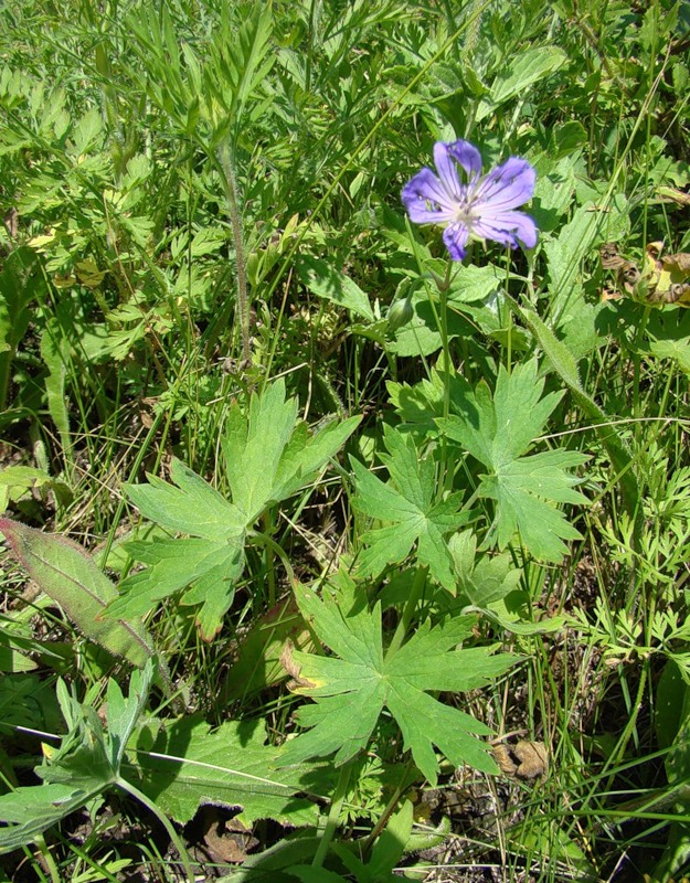 Image of Geranium collinum specimen.